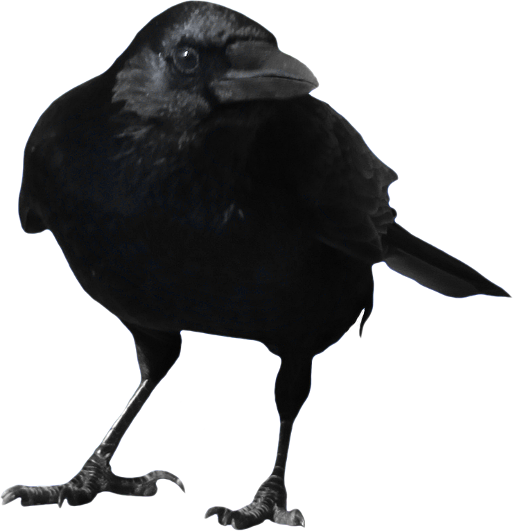 crow_PNG3113.png