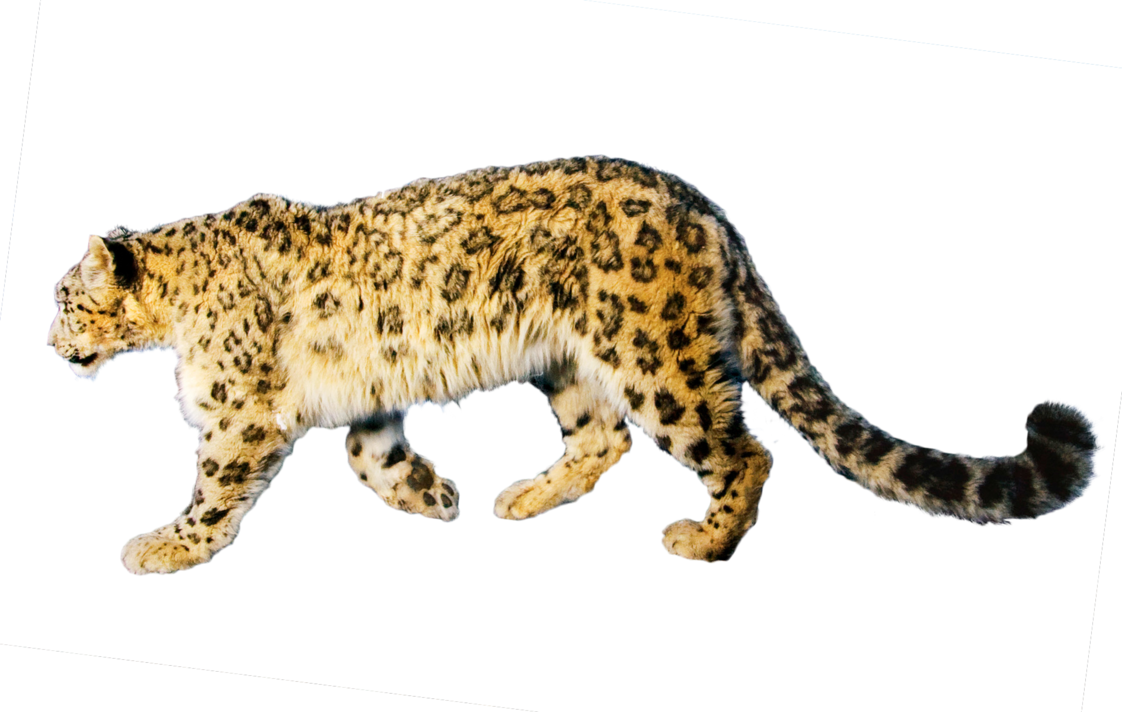 jaguar_png_stock_1__1_3__by_gilgamesh_art_iq-d9aydj1.png