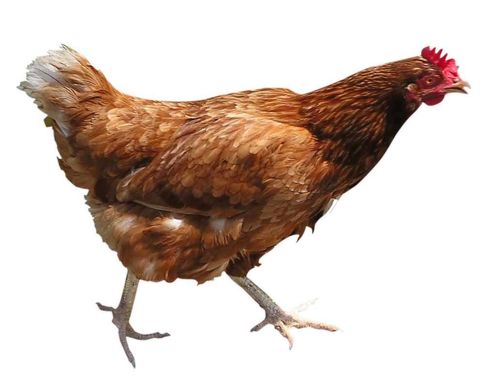 chicken_PNG2149.png