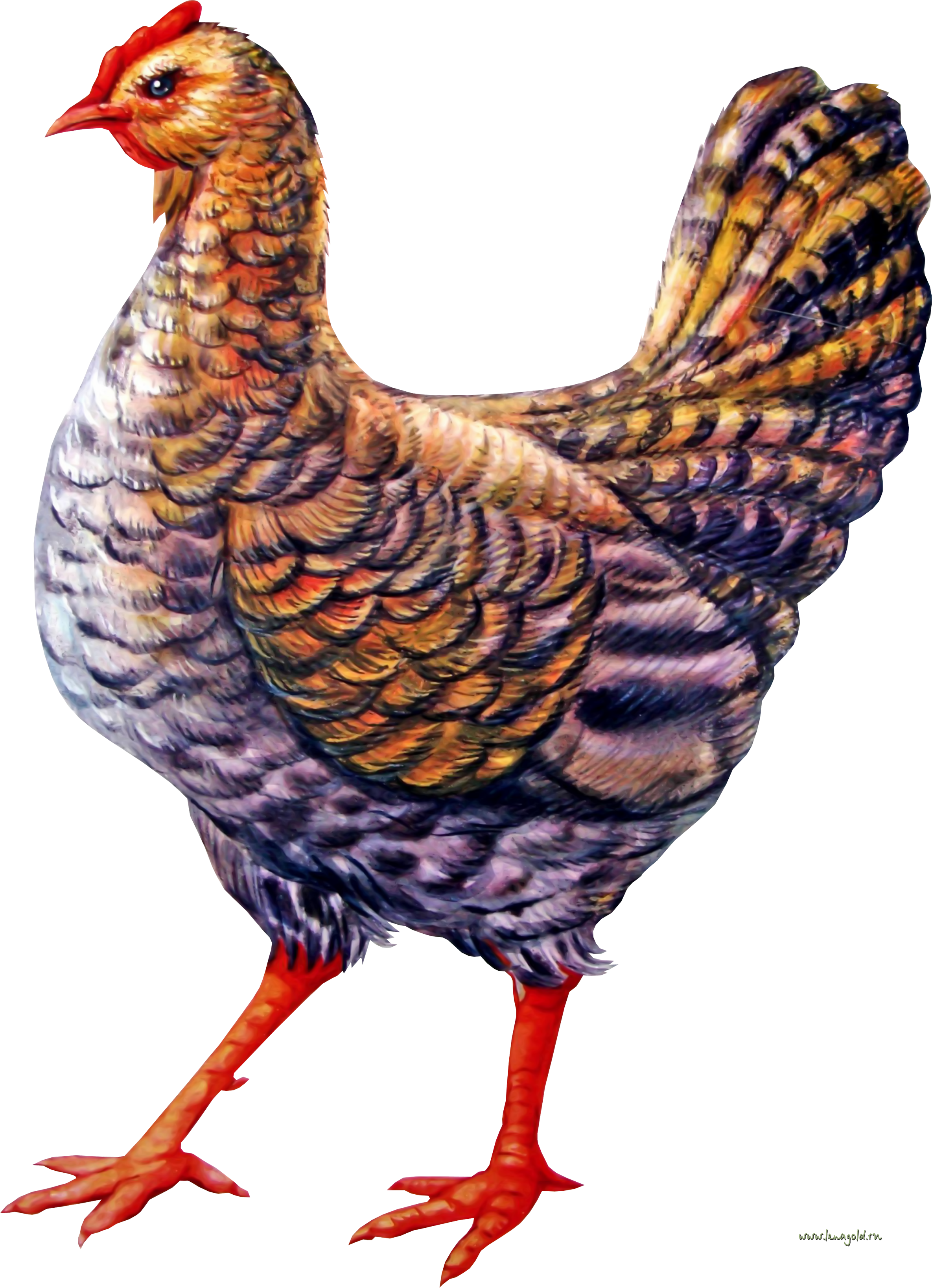chicken_PNG2152.png
