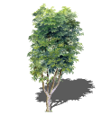 2D Cay Ngoai That - 122.skp