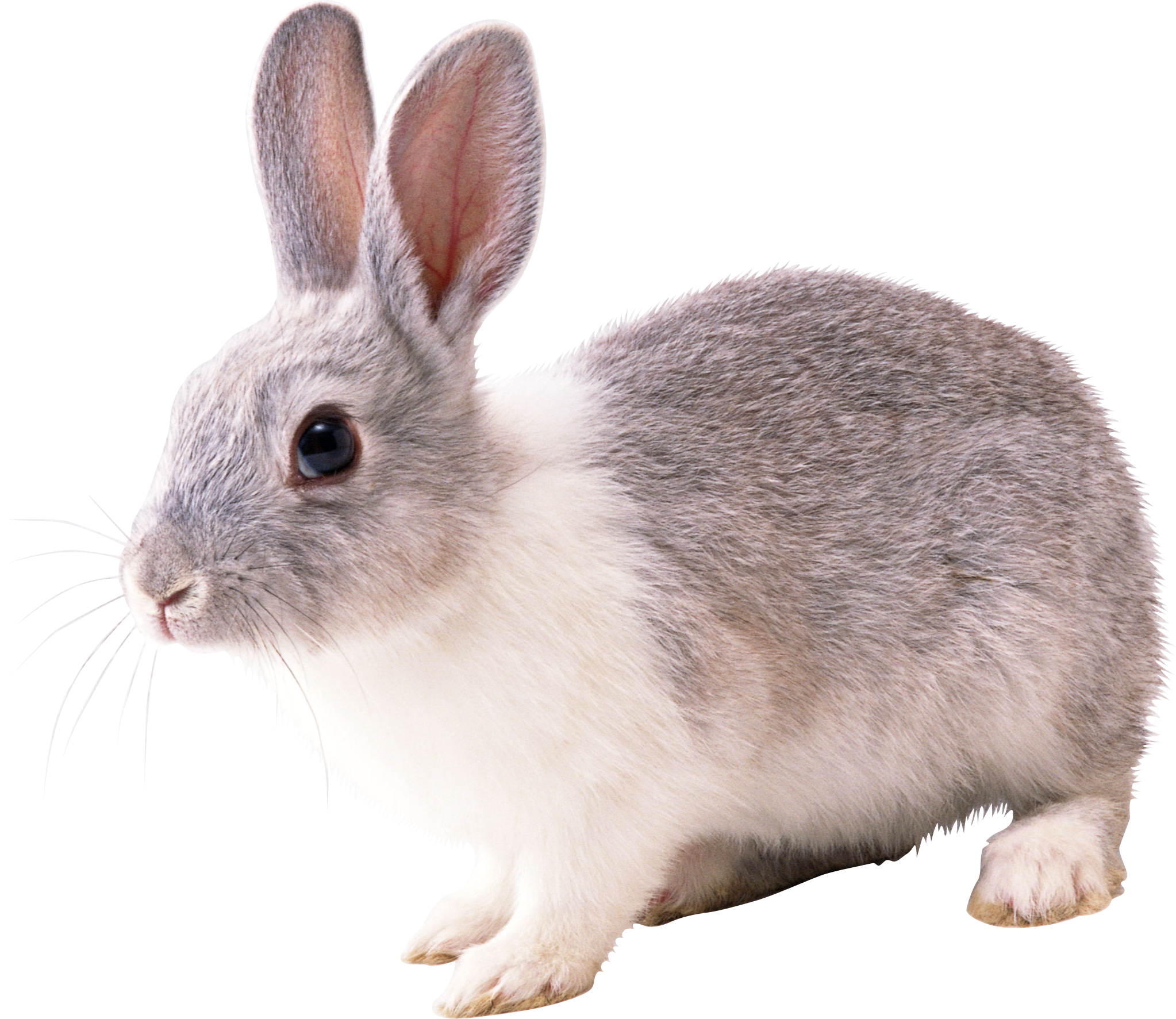 rabbit_PNG3791.png