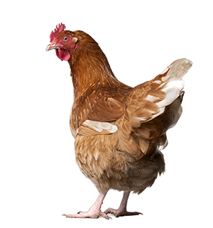 chicken_PNG2148.png