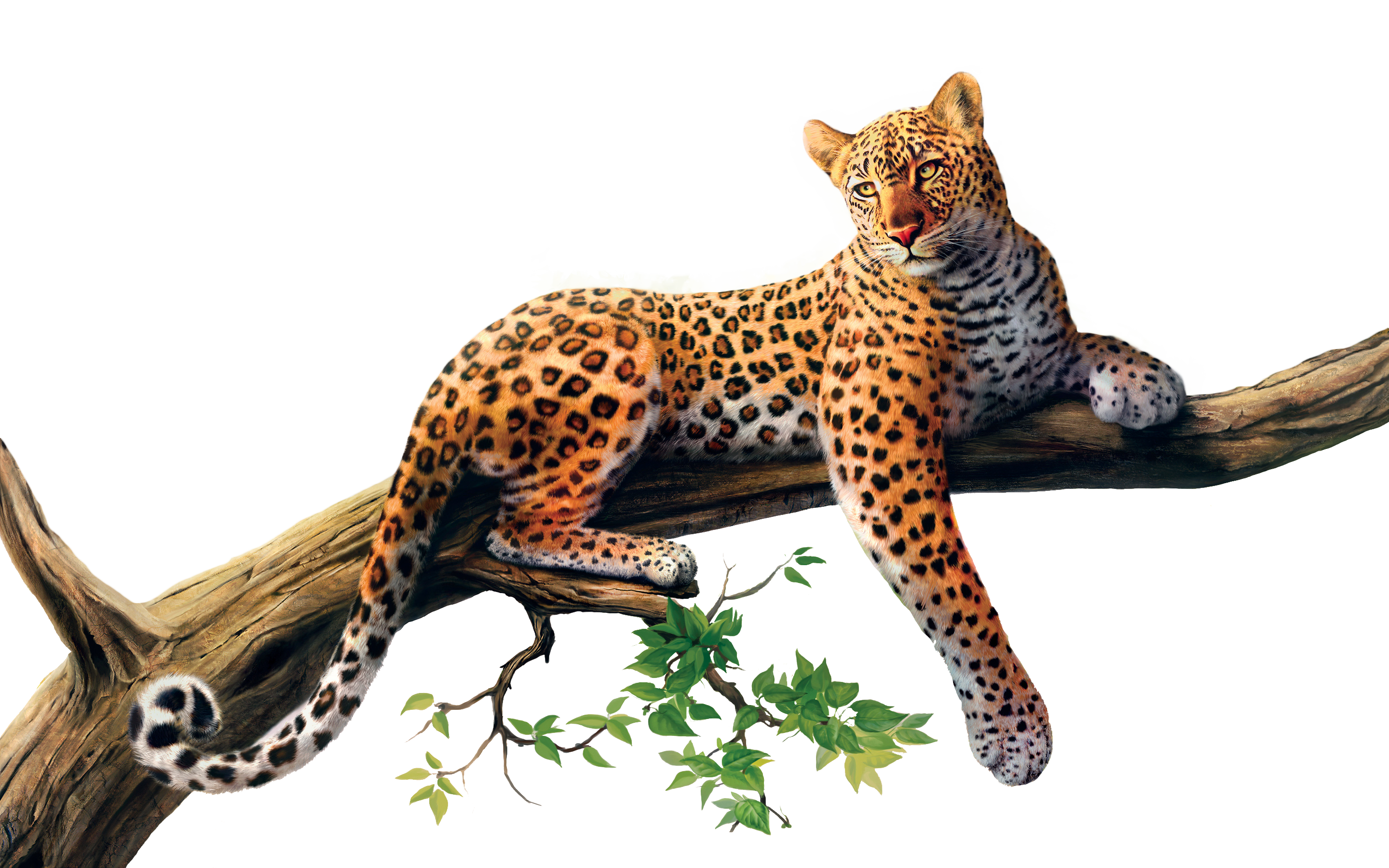 Jaguar-PNG-Picture.png