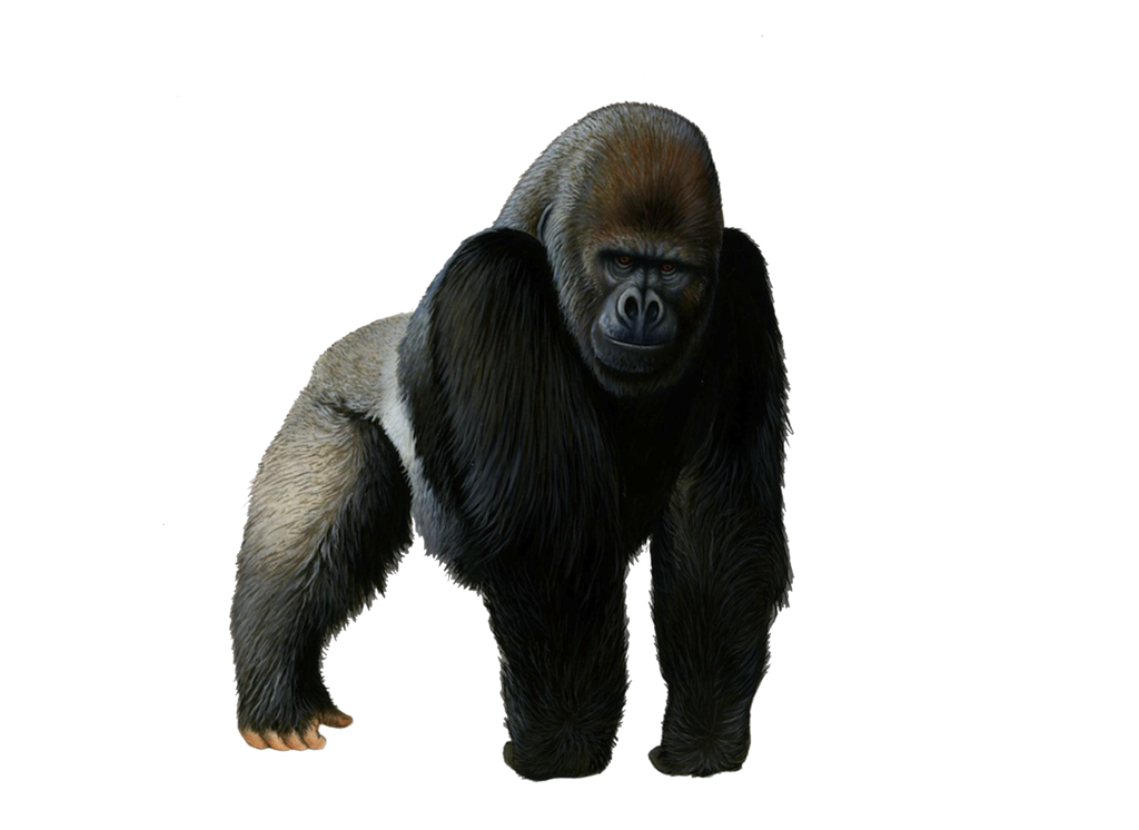 Gorilla-PNG-Pic.png