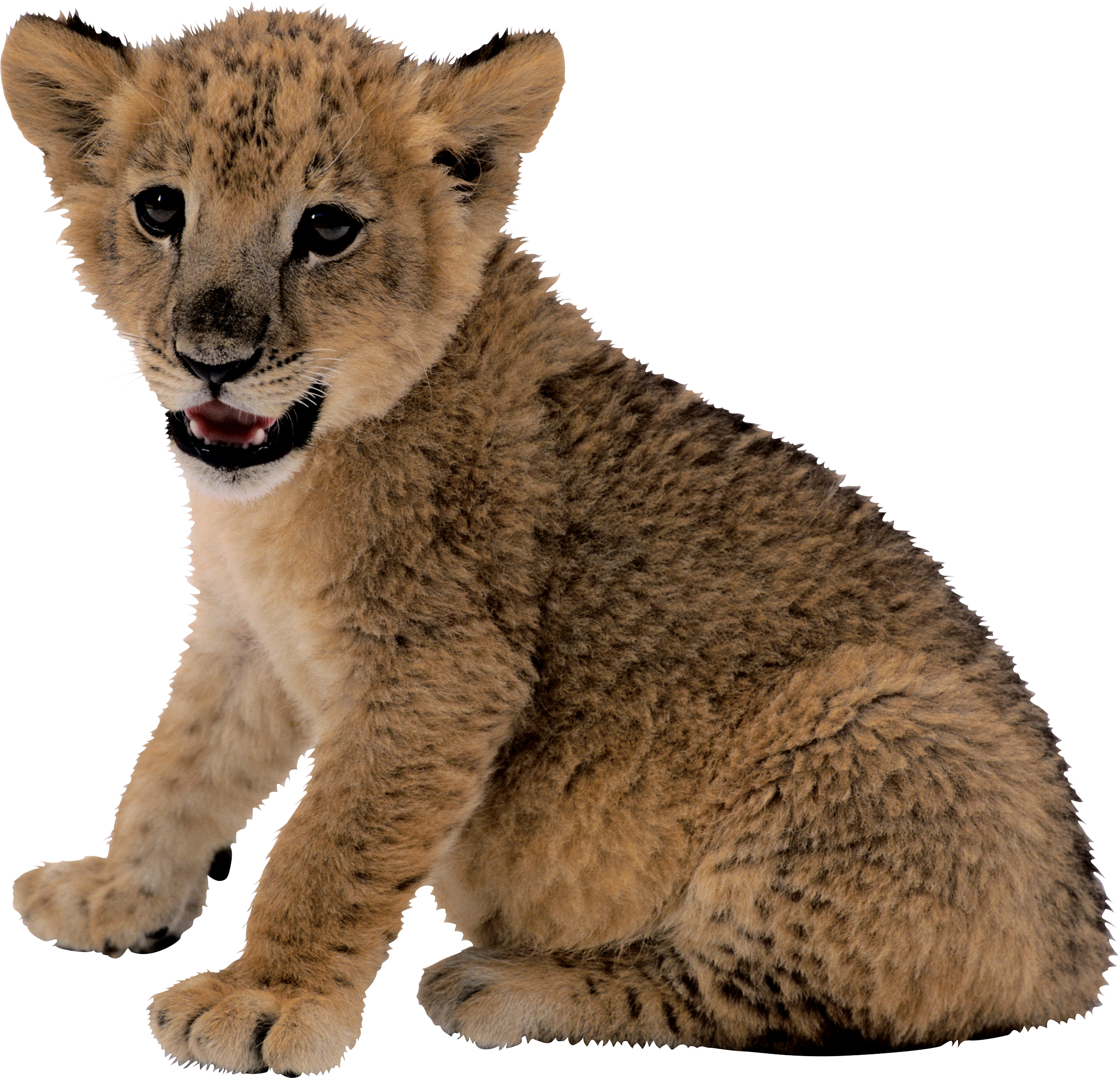 lion_PNG3808.png