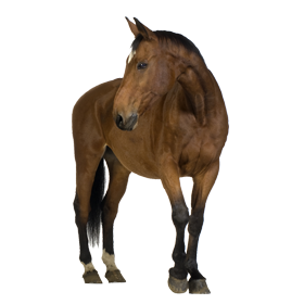 horse_PNG2534.png