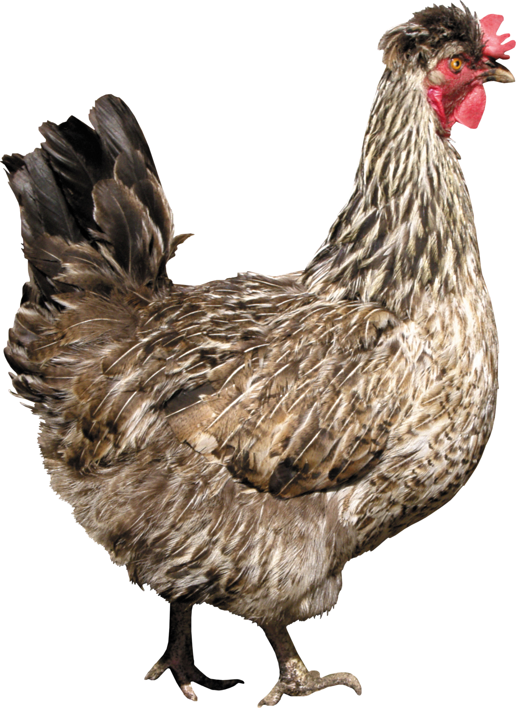 chicken_PNG2150.png
