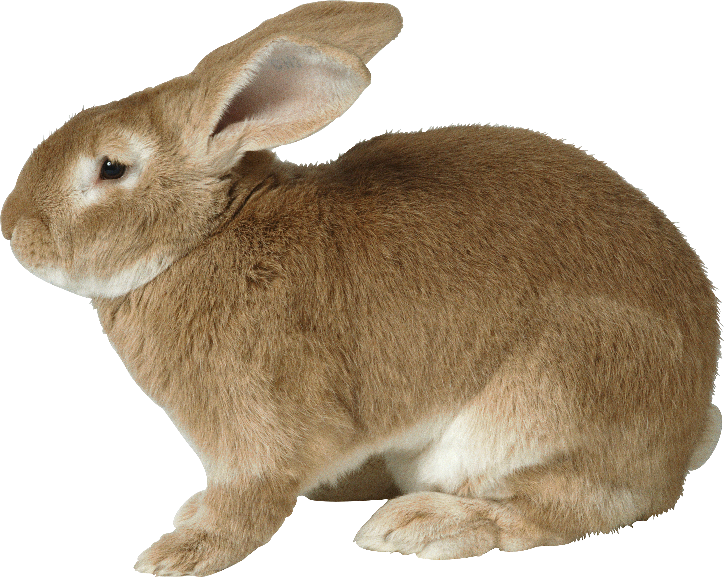 rabbit_PNG3779.png