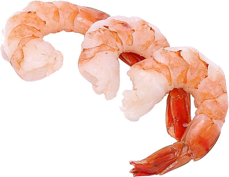 shrimp05.png
