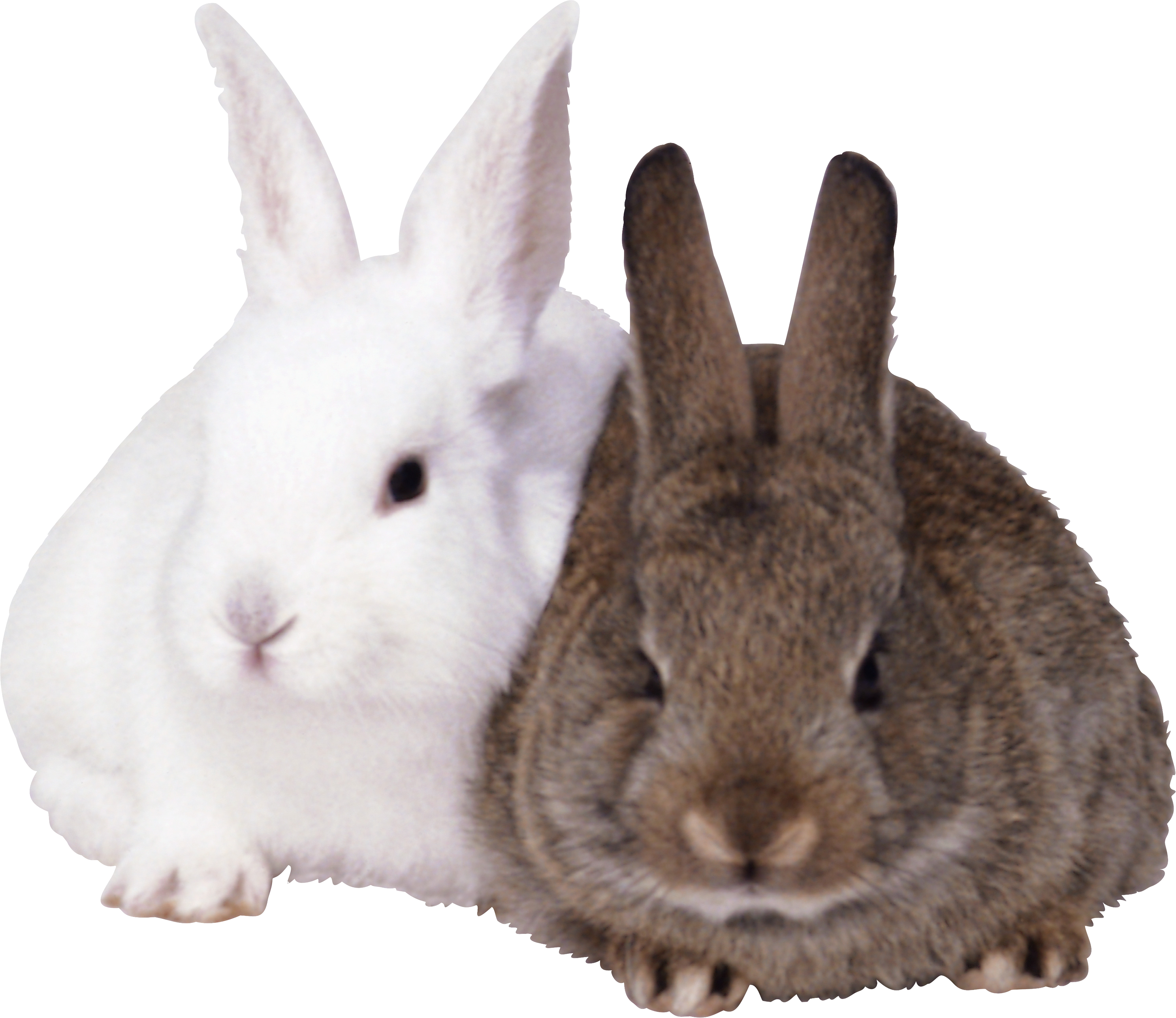 rabbit_PNG3786.png