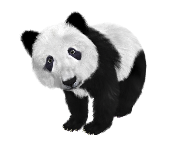 Toon-Black-And-White-Panda-China-Panda-Baby-Furry-659186.png