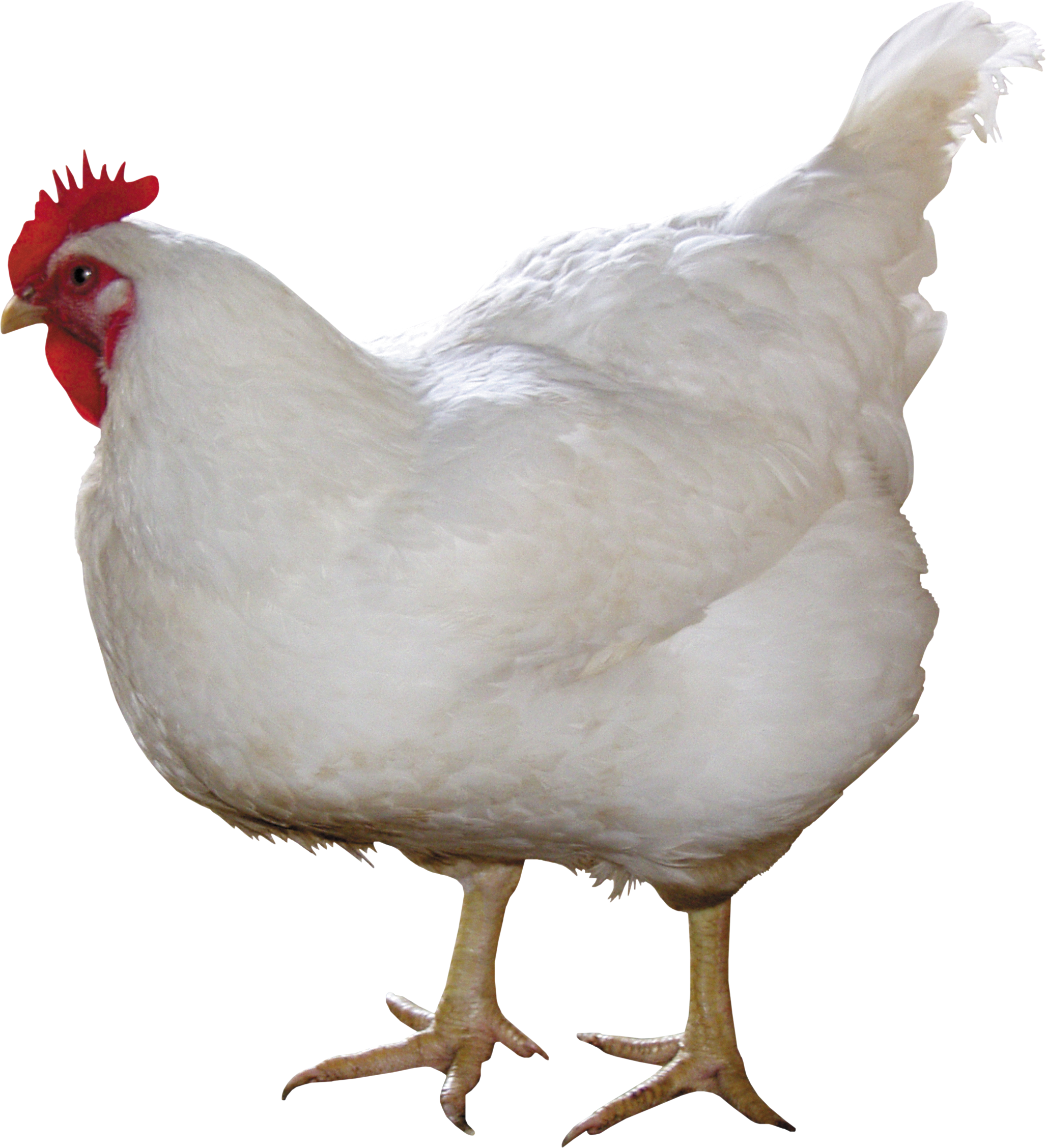 chicken_PNG2143.png