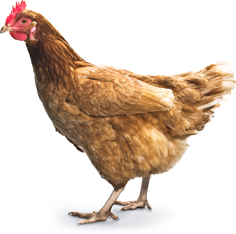 chicken_PNG2160.png