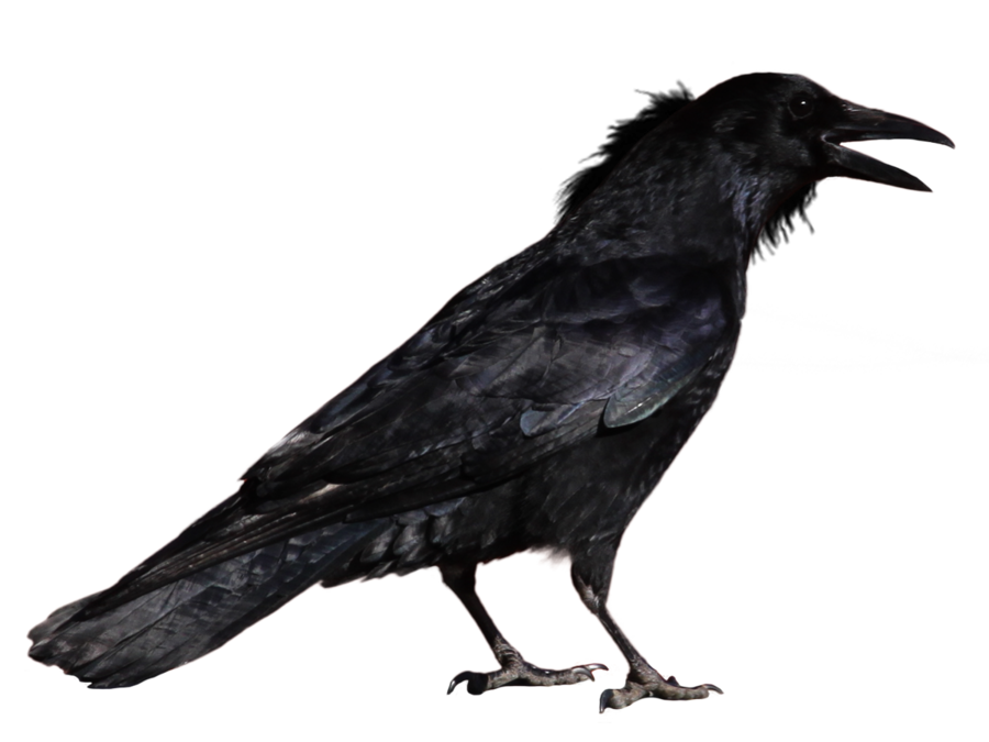 crow_PNG3097.png