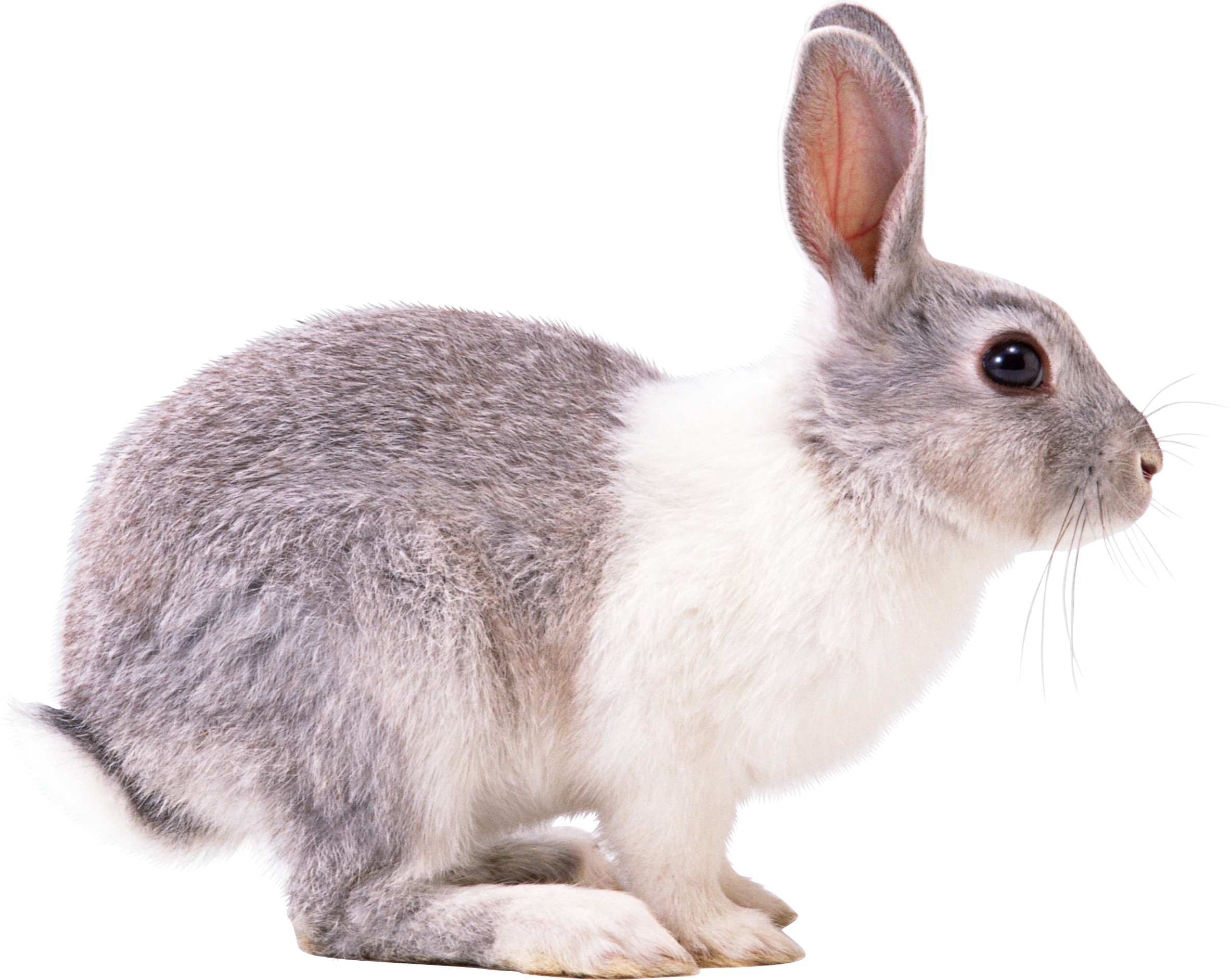 rabbit_PNG3780.png