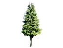 Alaska CedarChamaecyparis nootkatensis.skp