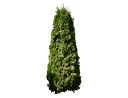 American ArborvitaeThuja occidentalis_004.skp