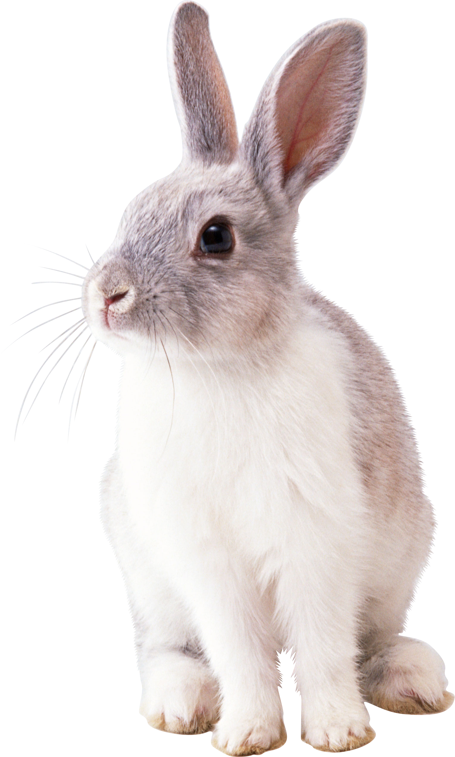 rabbit_PNG3797.png