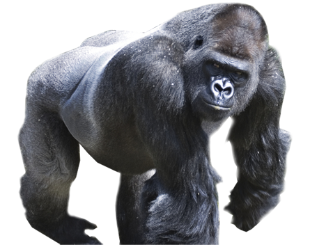 Gorilla-PNG-Picture.png