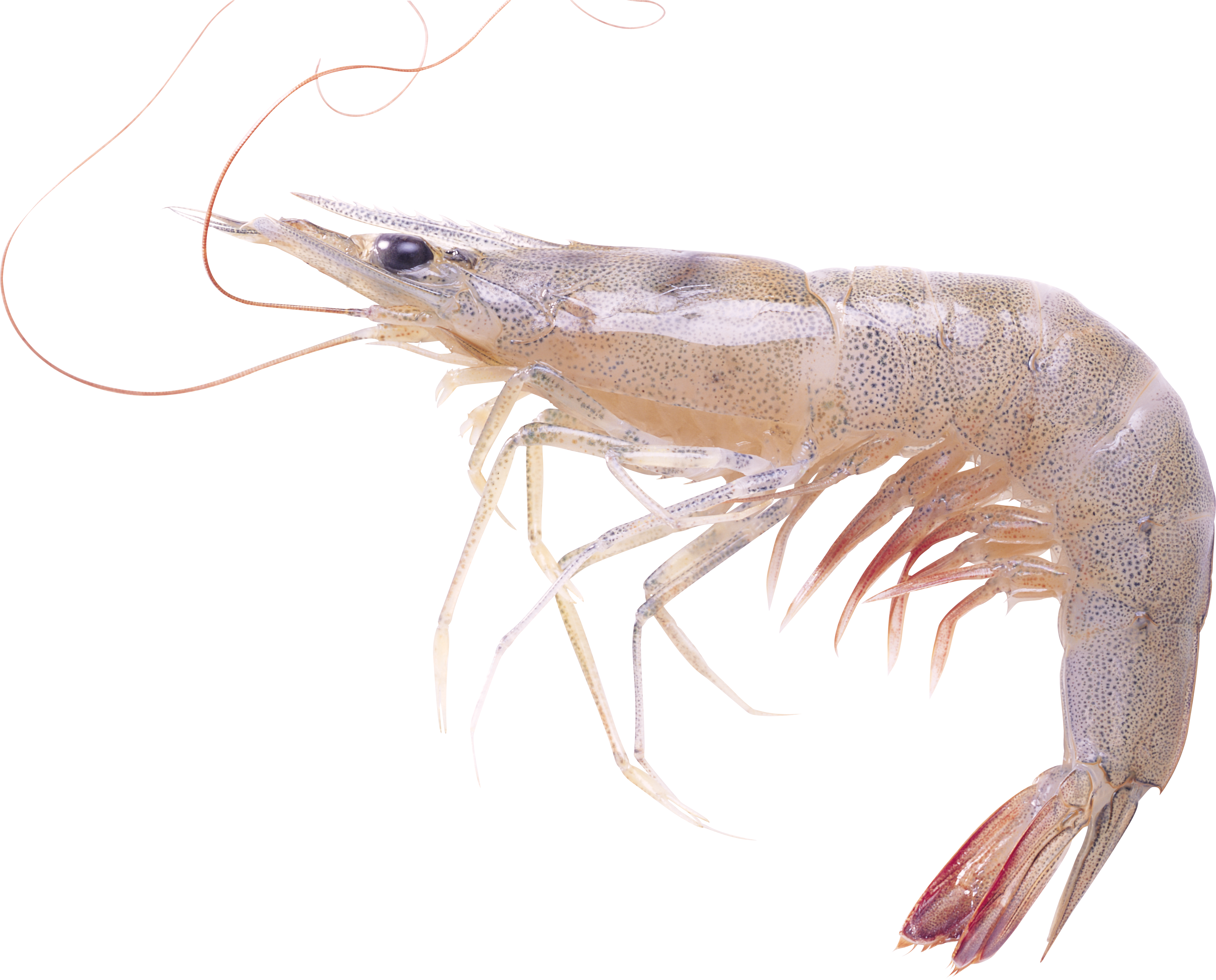 0_85860_e5c3af59_orig.png