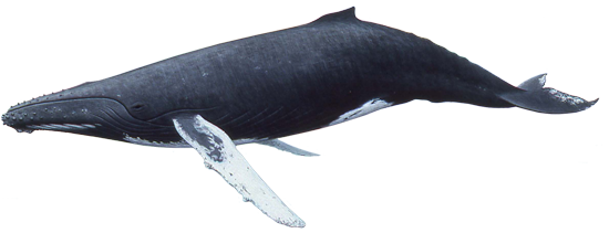 Humpback-Whale.png