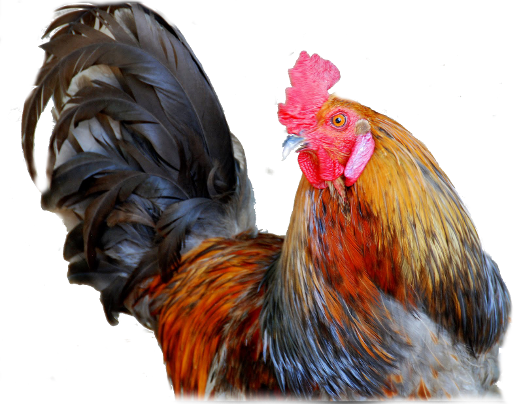 cock-of-the-walk.png