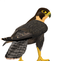 3-2-falcon-free-png-image-thumb.png