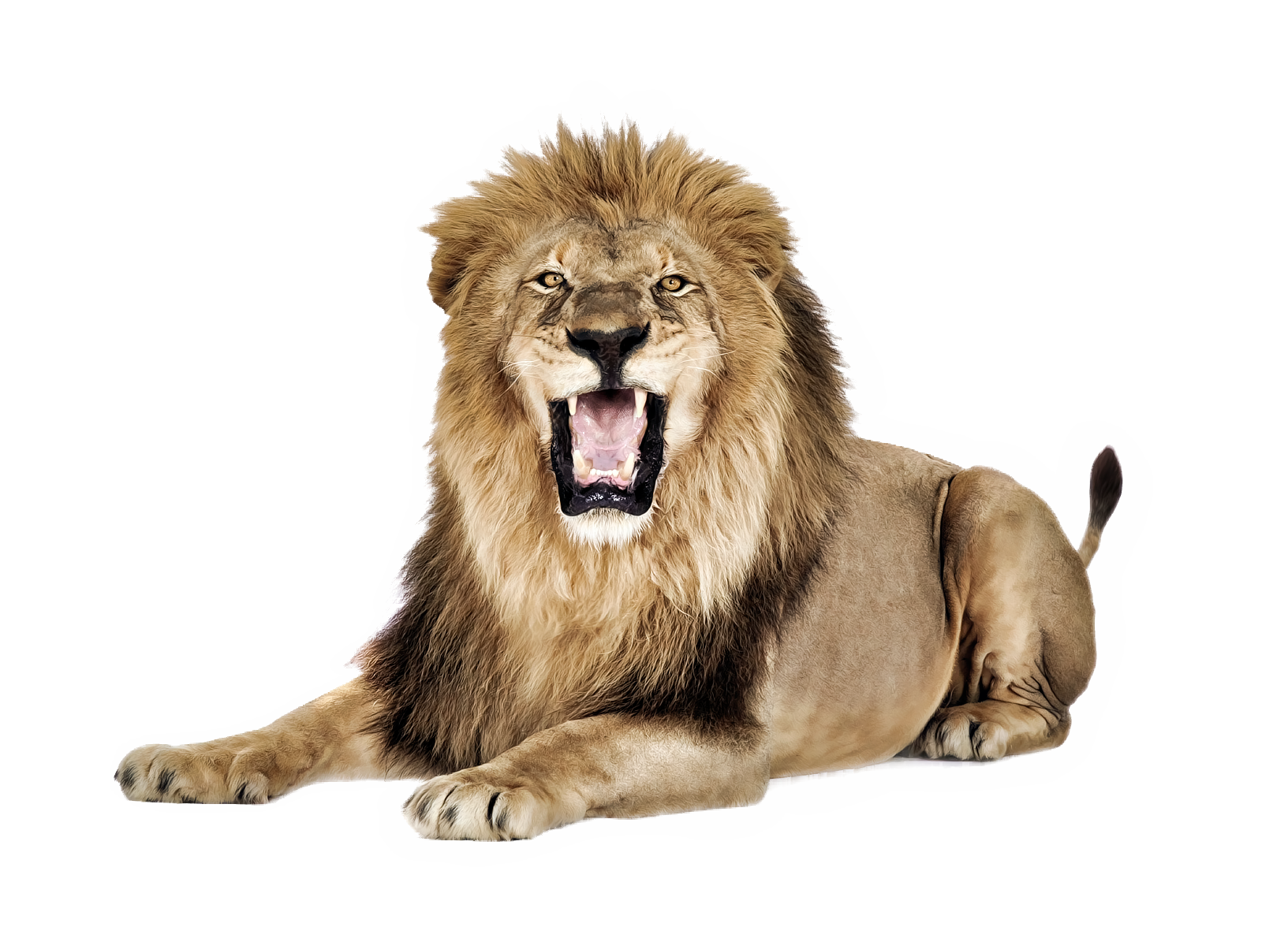 5f2893744b2b54a8cedfa521355ac78a.png