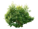 American PersimmonDiospyros virginiana.skp