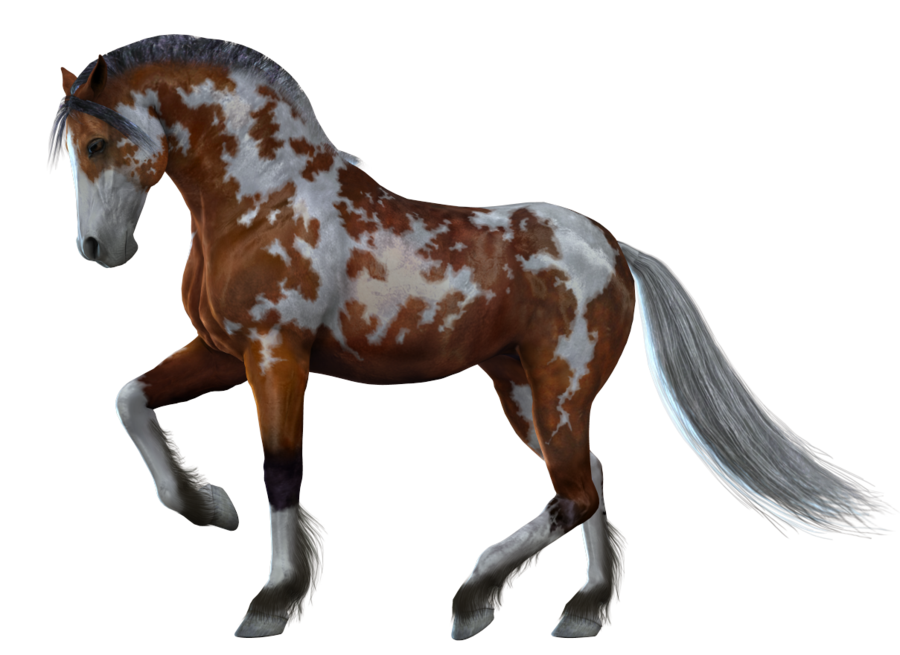 horse_PNG1381522104.png