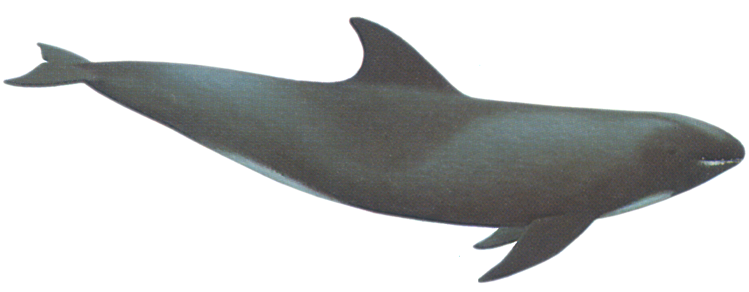 Melon-headed-Whale.png