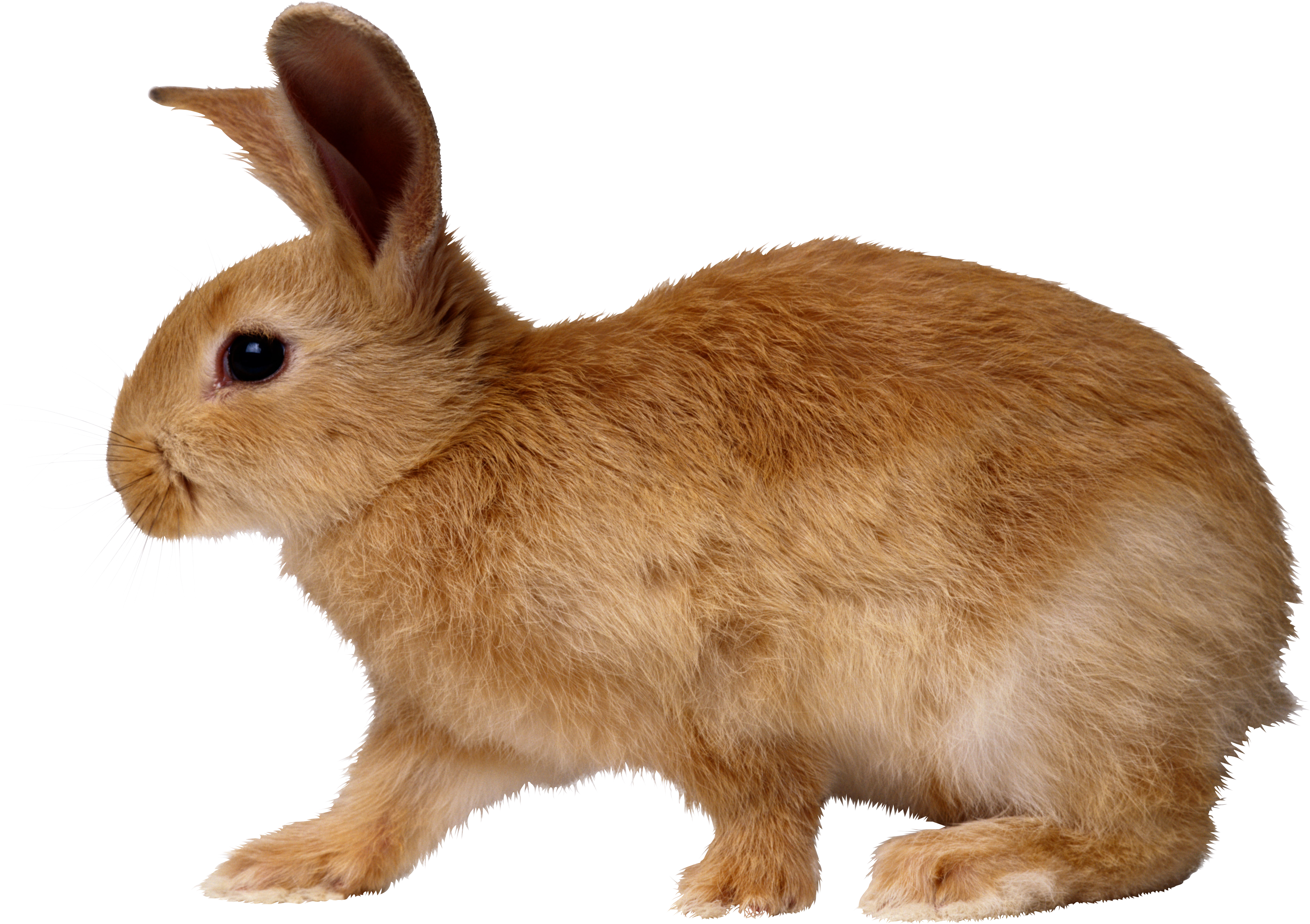 rabbit_PNG3799.png