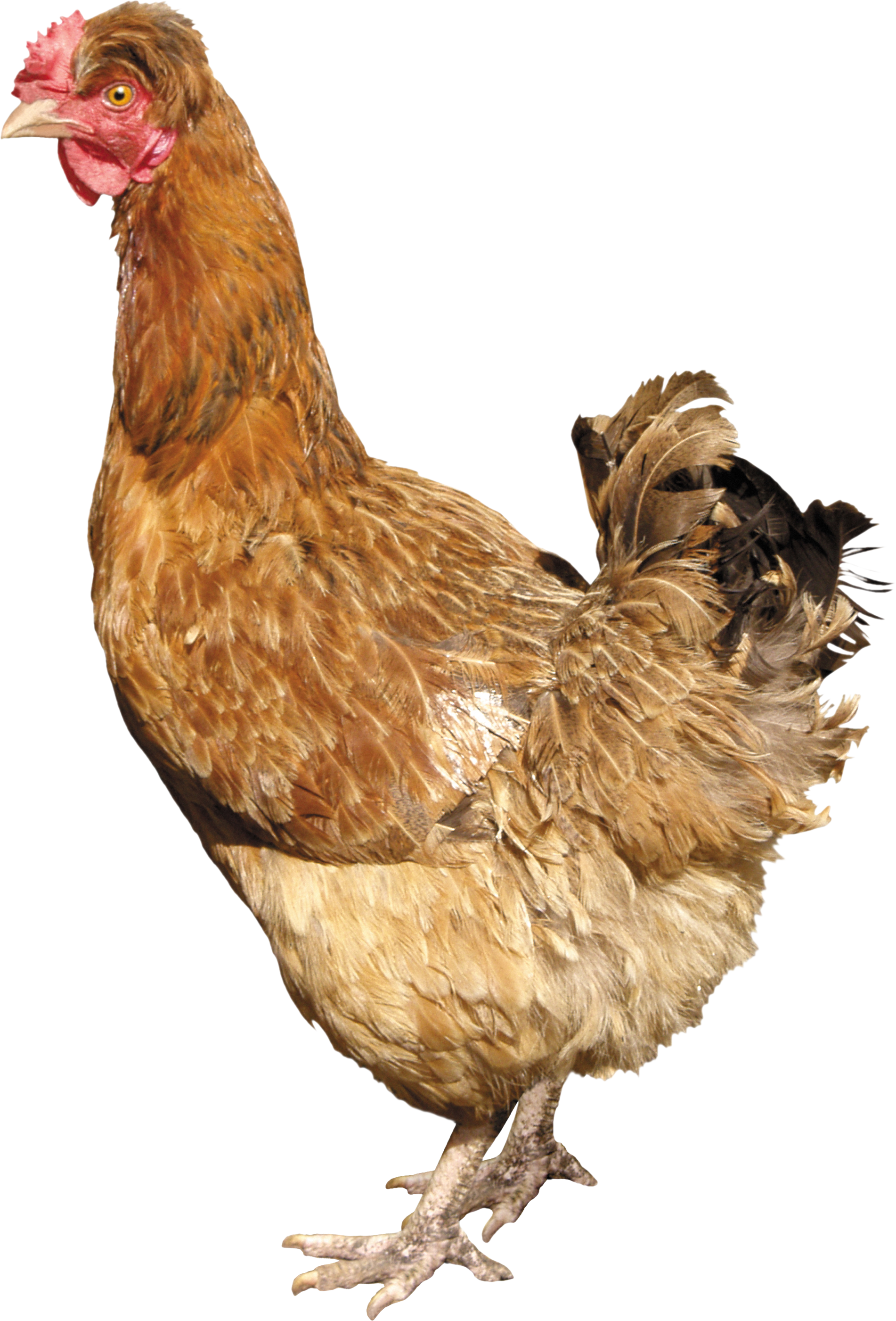 chicken_PNG2173.png