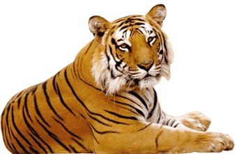 tiger (3).png