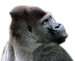 gorilla (3).png