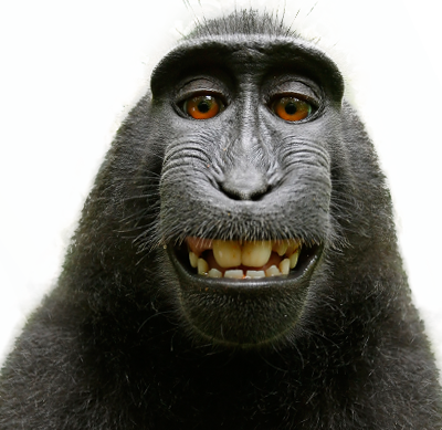 macaque.png