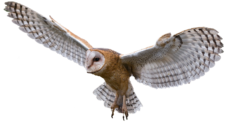 barnowl.png