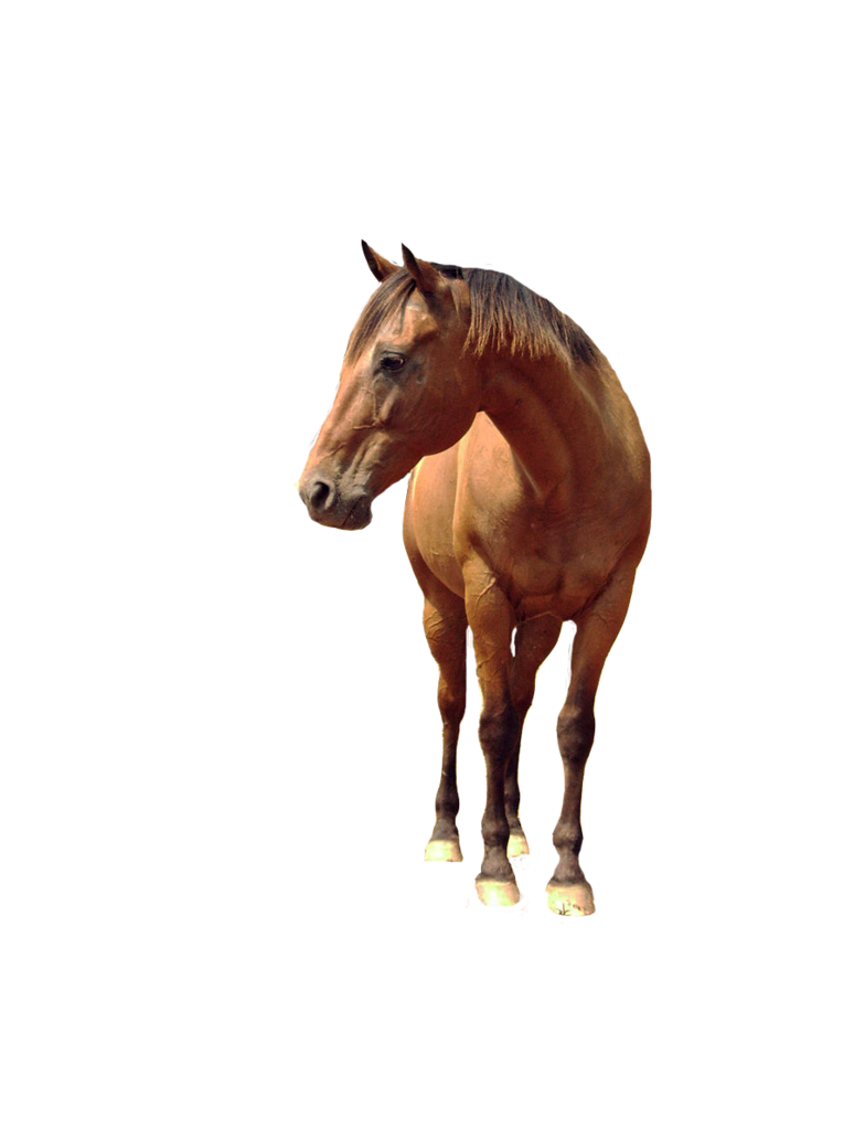 horse_PNG1381522124.png
