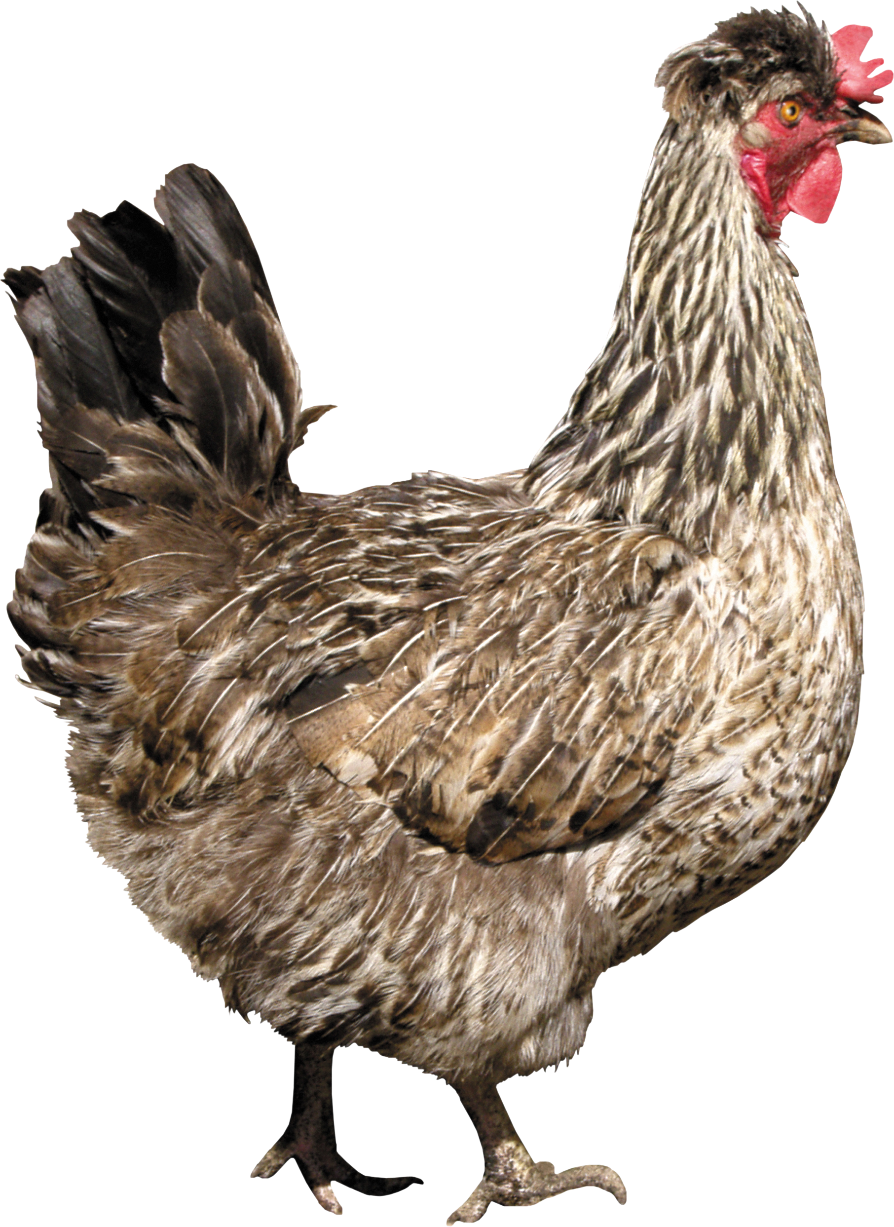 chicken_PNG2155.png