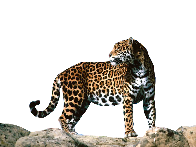 Jaguar-PNG-Clipart.png