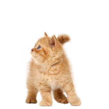 01.png