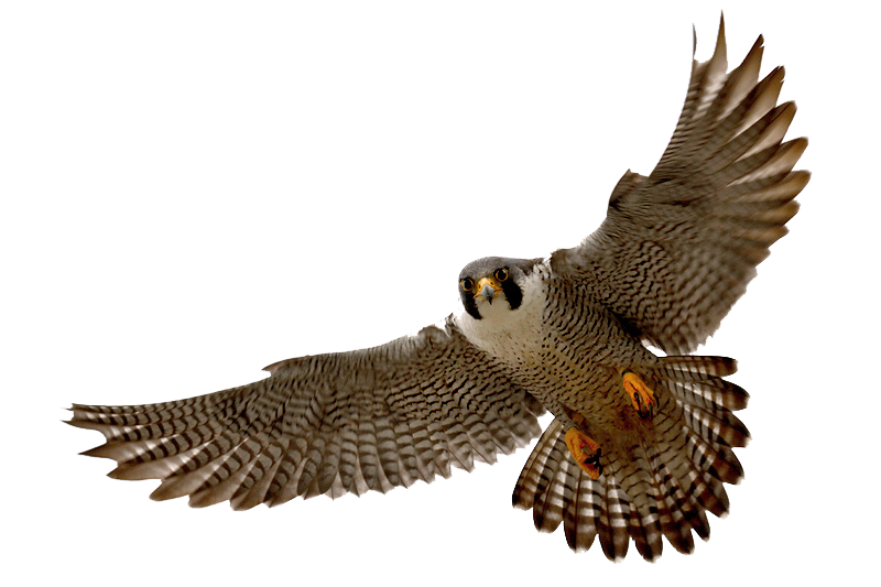 Falcon-PNG-Clipart.png