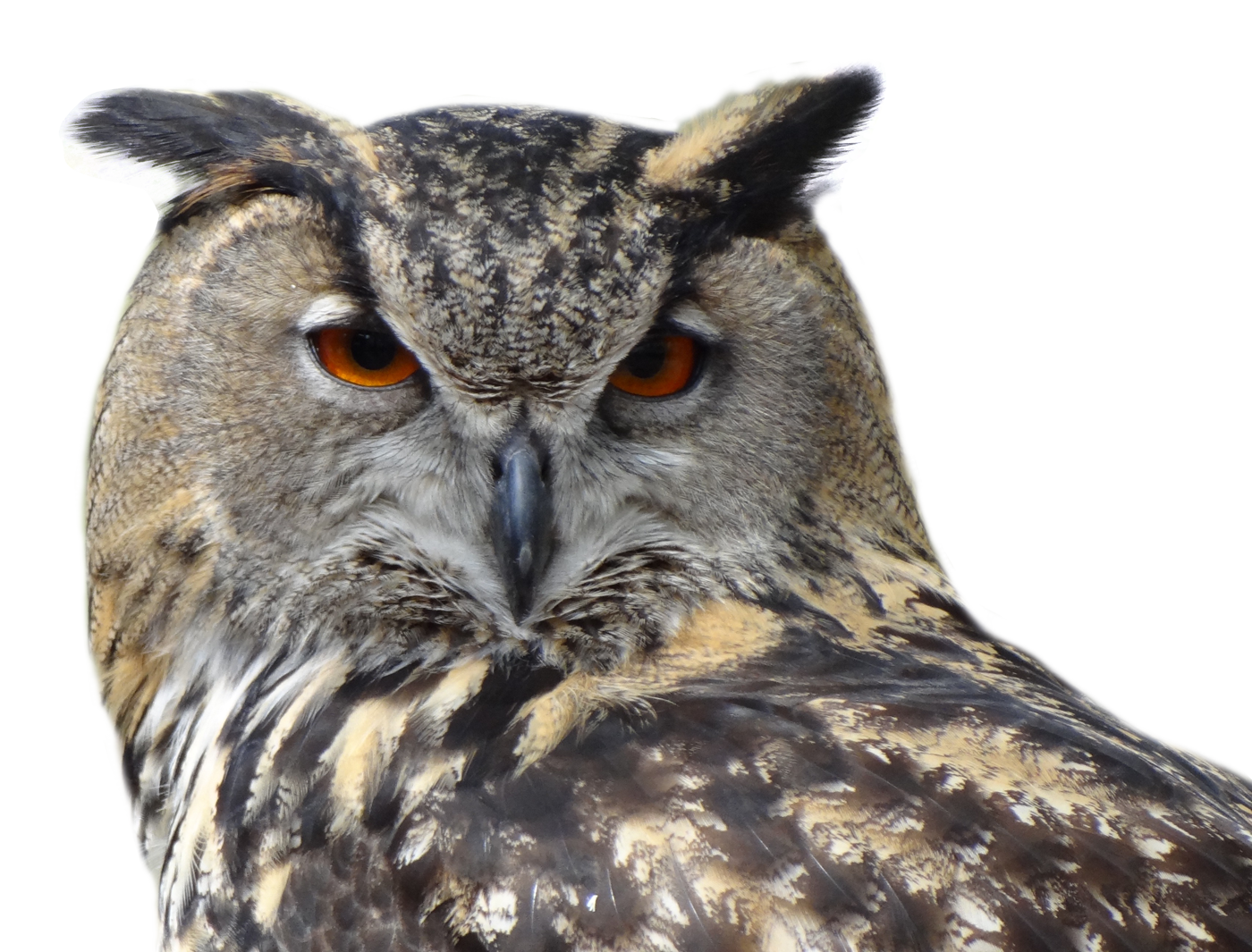 PNGPIX-COM-Owl-Bird-PNG-Transparent-Image-1.png
