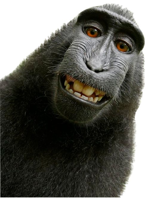 Macaque-Monkey_selfie-cuttout.png