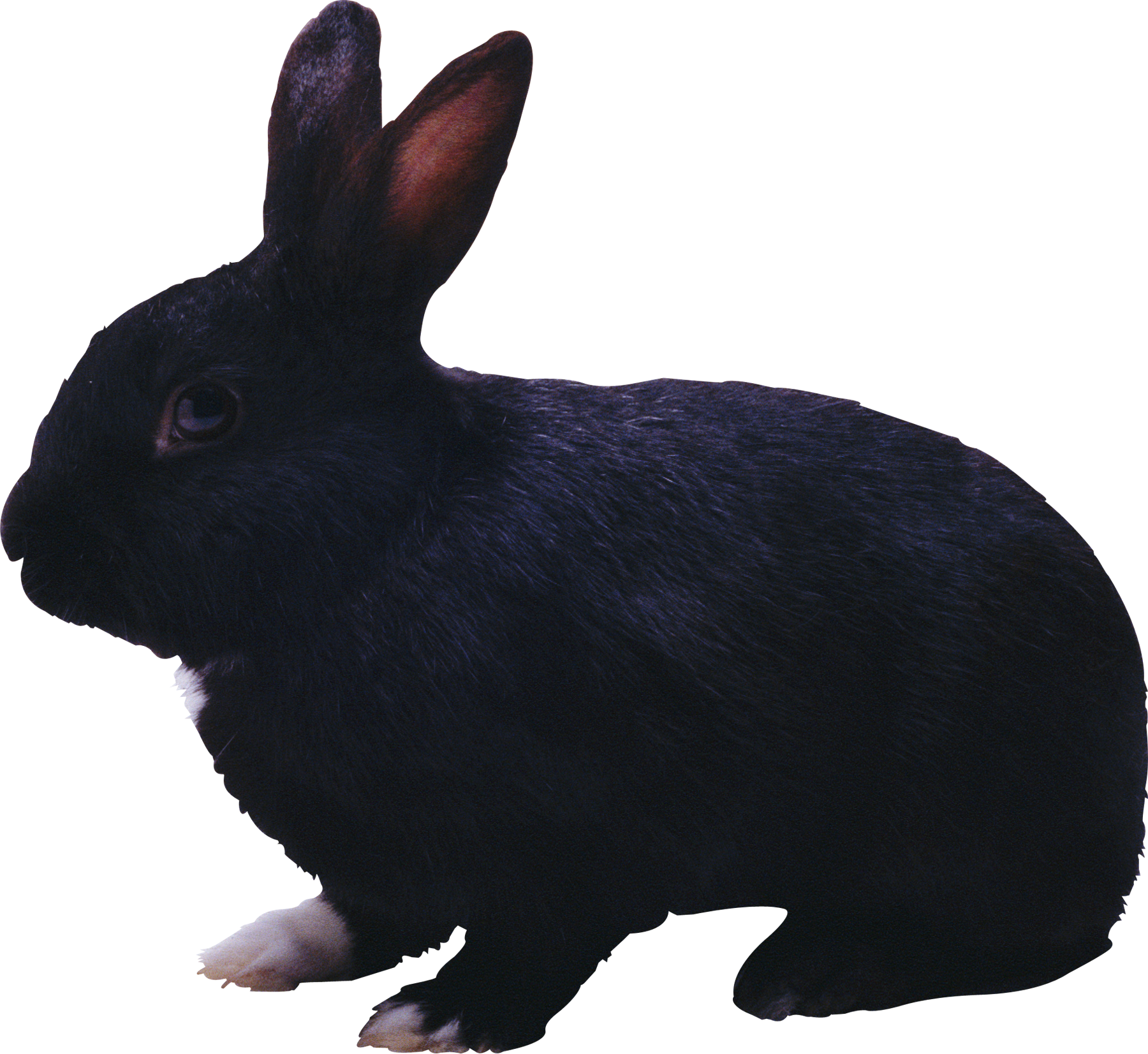 rabbit_PNG3803.png