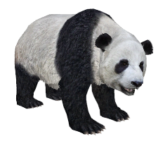 RR_panda.png