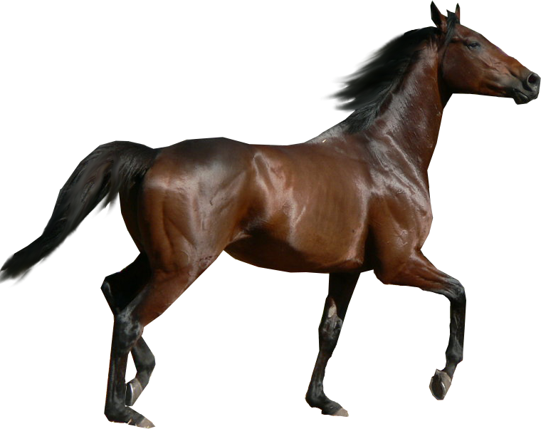 horse_PNG2523.png