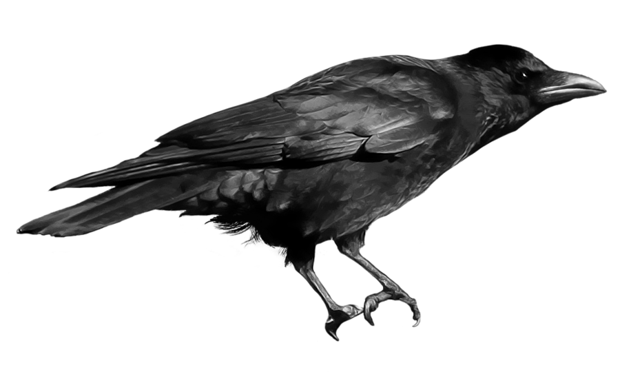 crow_PNG3100.png