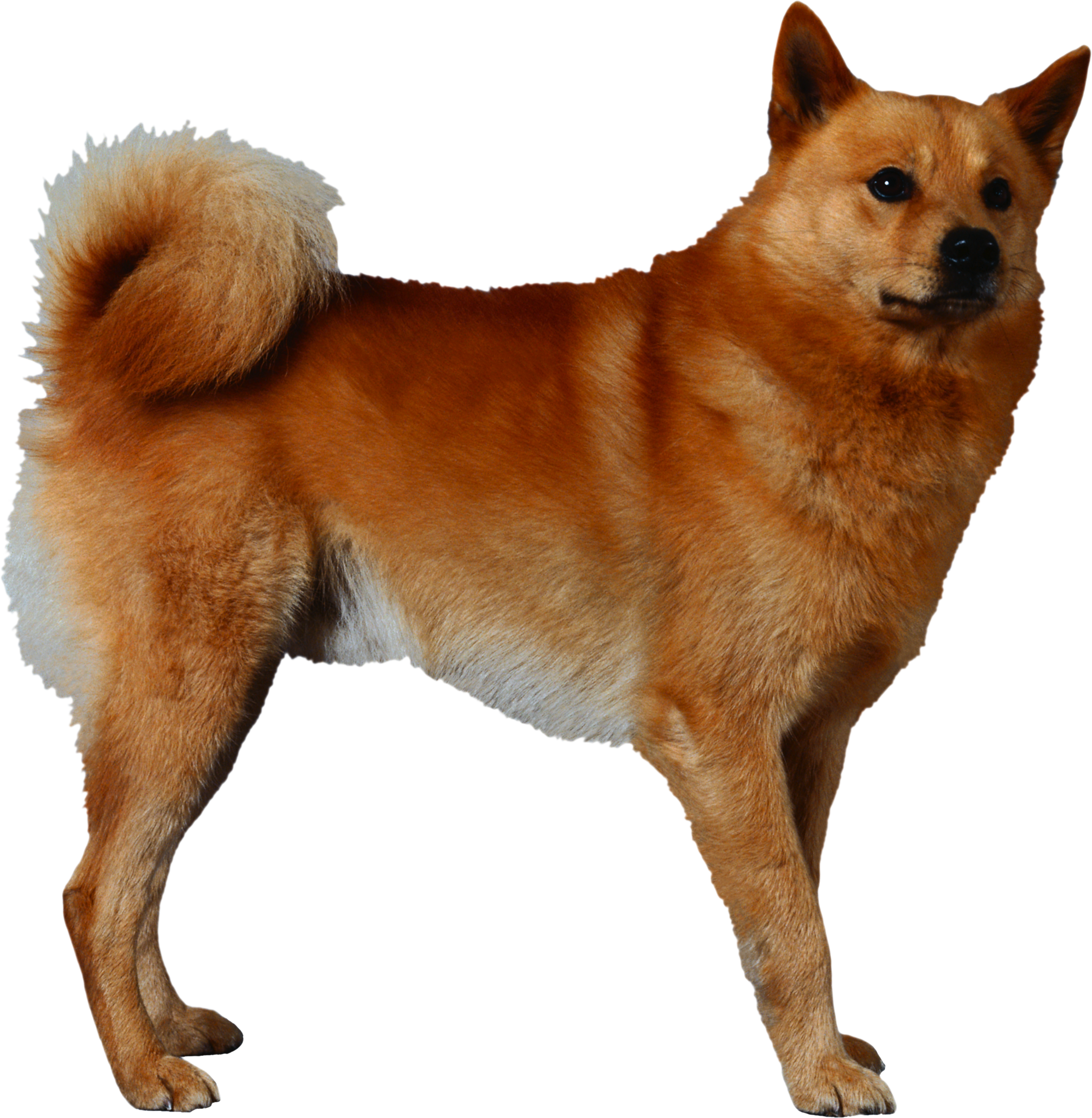 0_177d94_b286ba15_orig.png